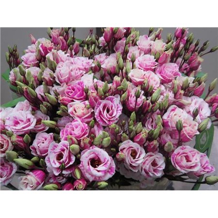 Eustoma Double Rosi G Cerise c1656