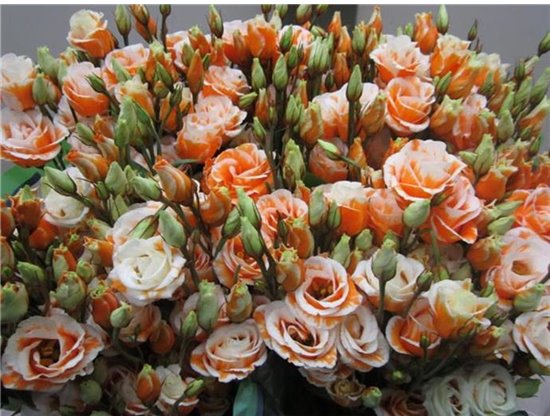 Eustoma Double Rosi G Orange c1657