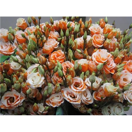 Eustoma Double Rosi G Orange c1657