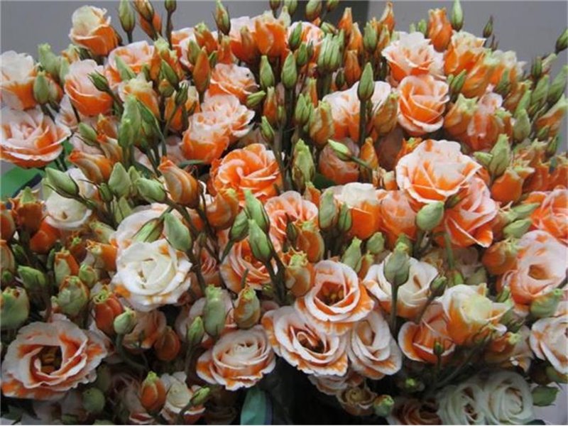 Eustoma Double Rosi G Orange c1658