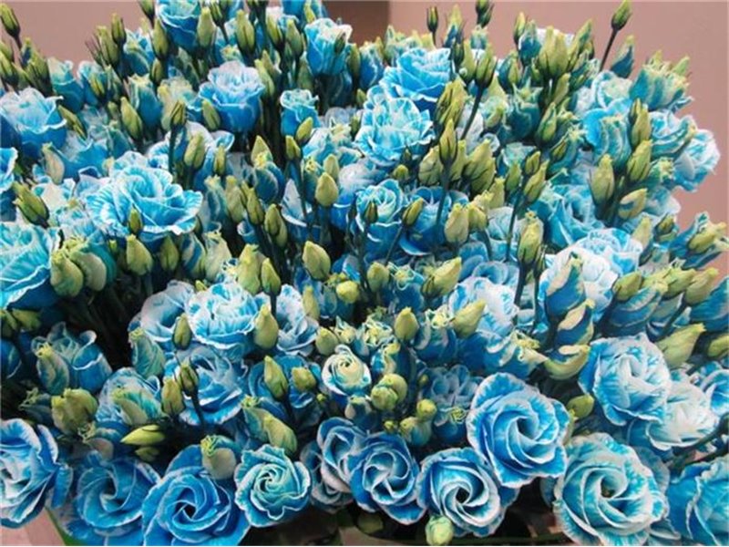 Eustoma Double Rosi G Pale Blue c1660