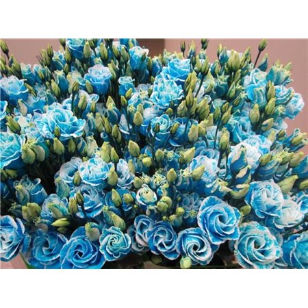 Eustoma Double Rosi G Pale Blue c1660