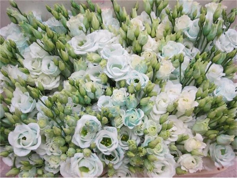 Eustoma Double Rosi G Pastel Mint c1661