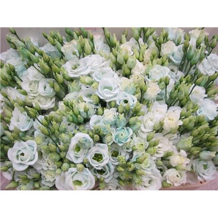 Eustoma Double Rosi G Pastel Mint c1661