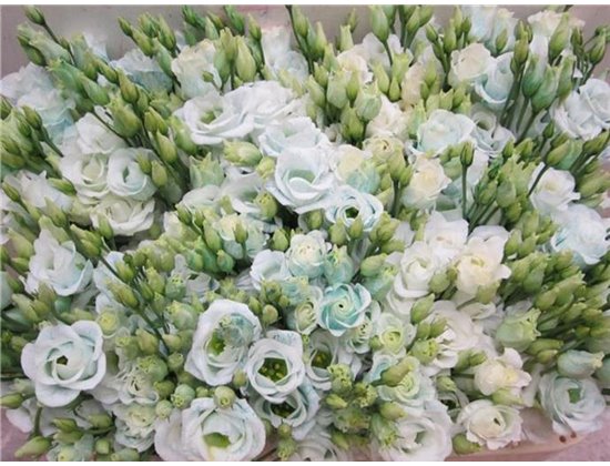 Eustoma Double Rosi G Pastel Mint c1662