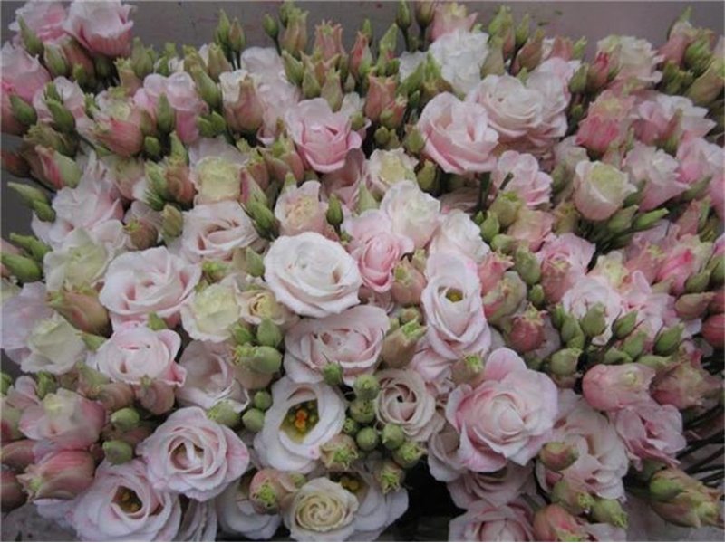 Eustoma Double Rosi G Pastel Pink c1663