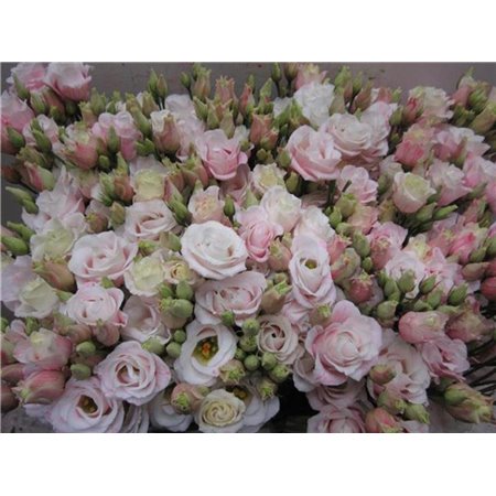 Eustoma Double Rosi G Pastel Pink c1664