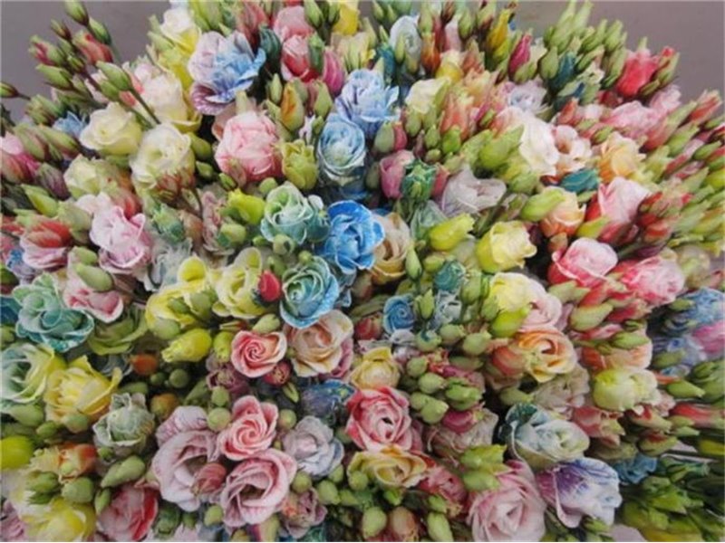 Eustoma Double Rosi G Pastel Pink c1665