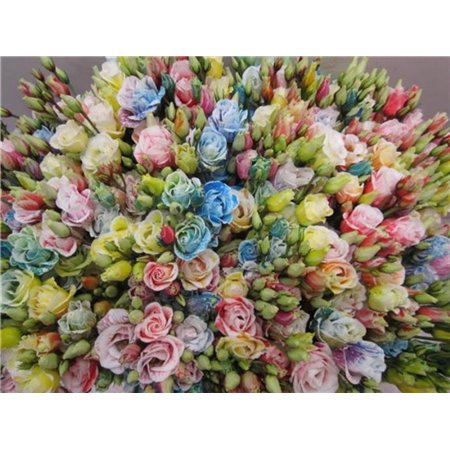 Eustoma Double Rosi G Pastel Pink c1665