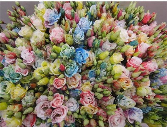 Eustoma Double Rosi G Rainbow c1666