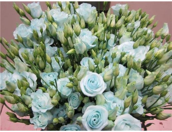 Eustoma Double Rosi G Sweet Blue c1670