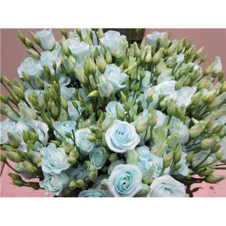 Eustoma Double Rosi G Sweet Blue c1670