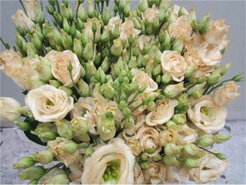 Eustoma Double Rosi G Sweet Brownie c1671