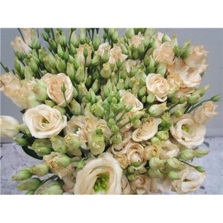 Eustoma Double Rosi G Sweet Brownie c1671