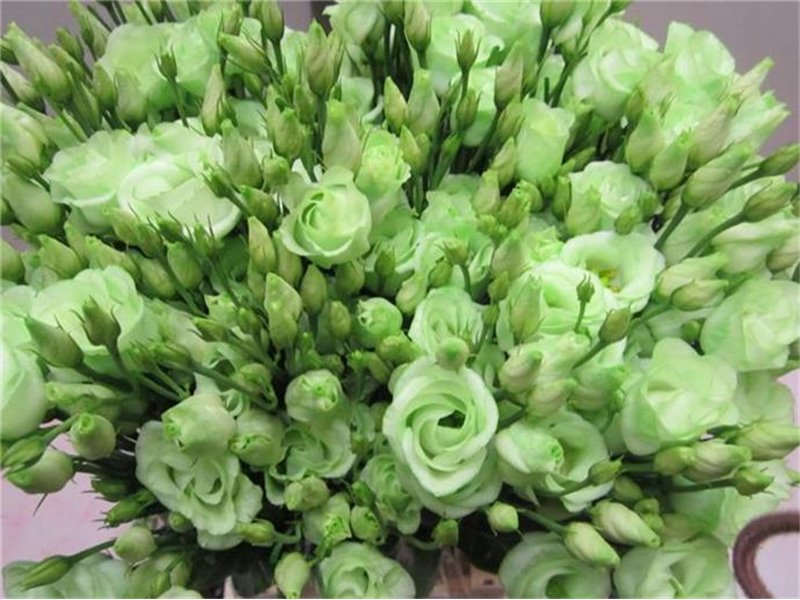 Eustoma Double Rosi G Sweet Green c1673