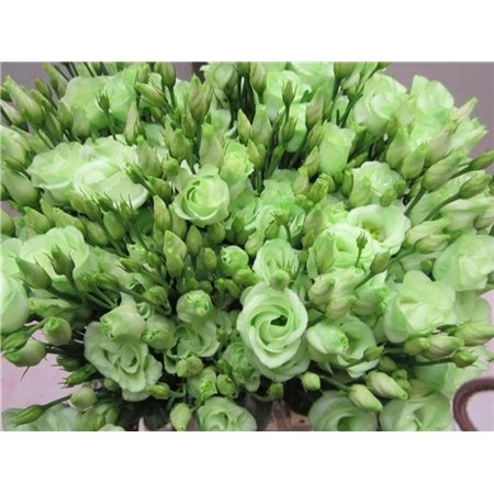 Eustoma Double Rosi G Sweet Green c1673