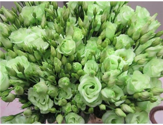 Eustoma Double Rosi G Sweet Green c1674