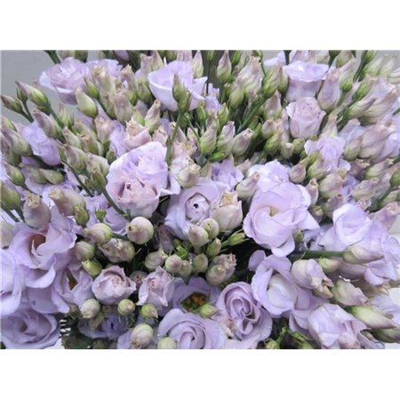 Eustoma Double Rosi G Sweet Milka c1676