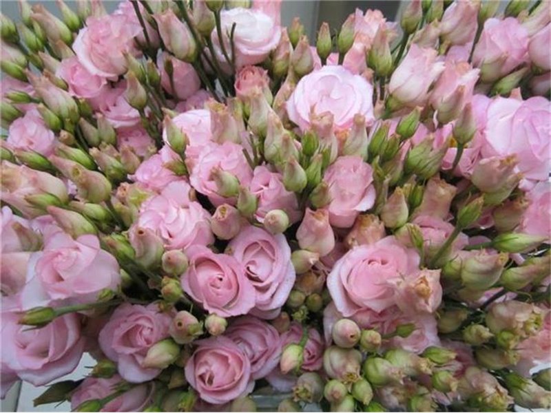 Eustoma Double Rosi G Sweet Rose c1677