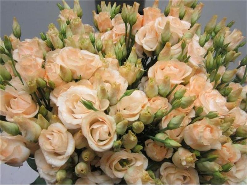 Eustoma Double Rosi G Sweet Salmon c1679