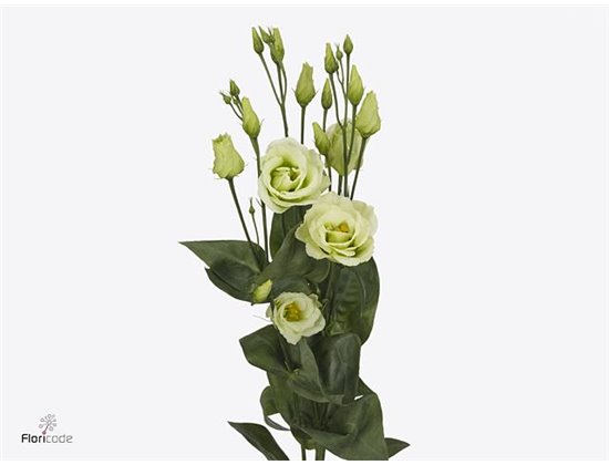 Eustoma Double Rosi Green c1681