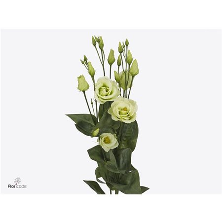 Eustoma Double Rosi Green c1681