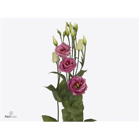 Eustoma Double Rosi Rose Pink c1682