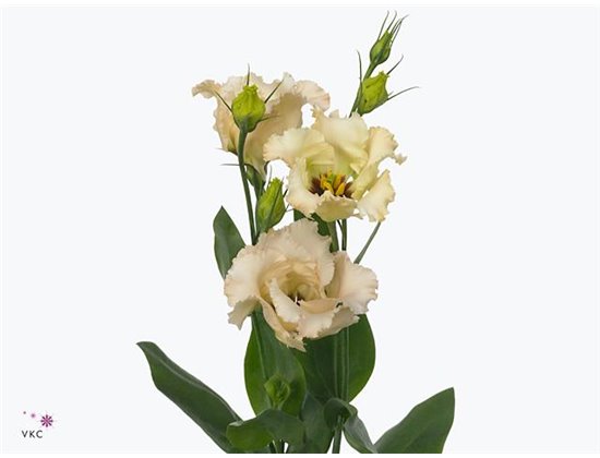Eustoma Single Falda Apricot c1689
