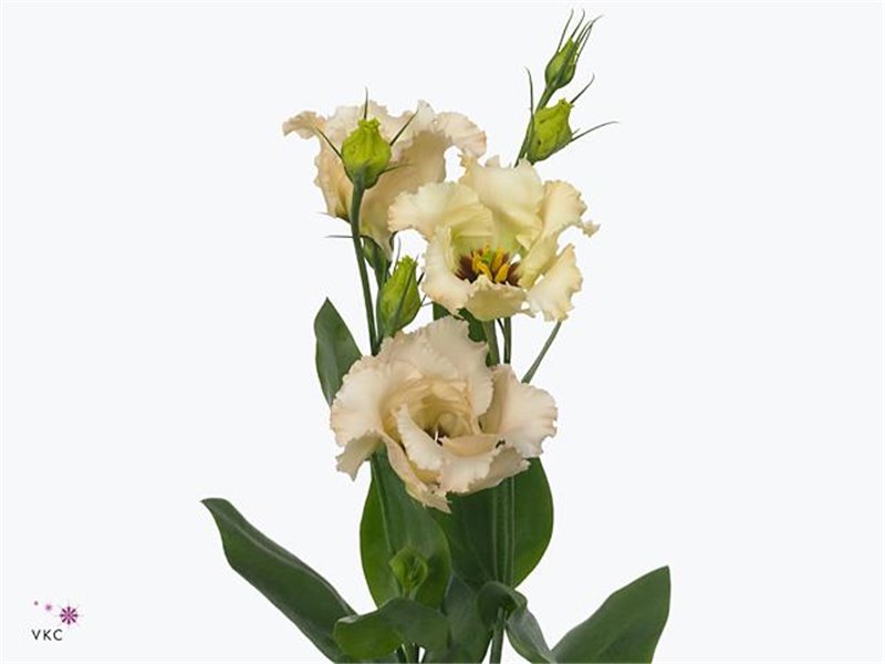 Eustoma Single Falda Apricot c1689