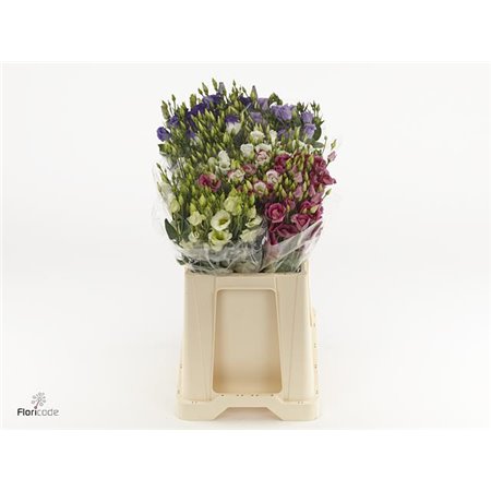 Eustoma Single Mixed in bucket c1690