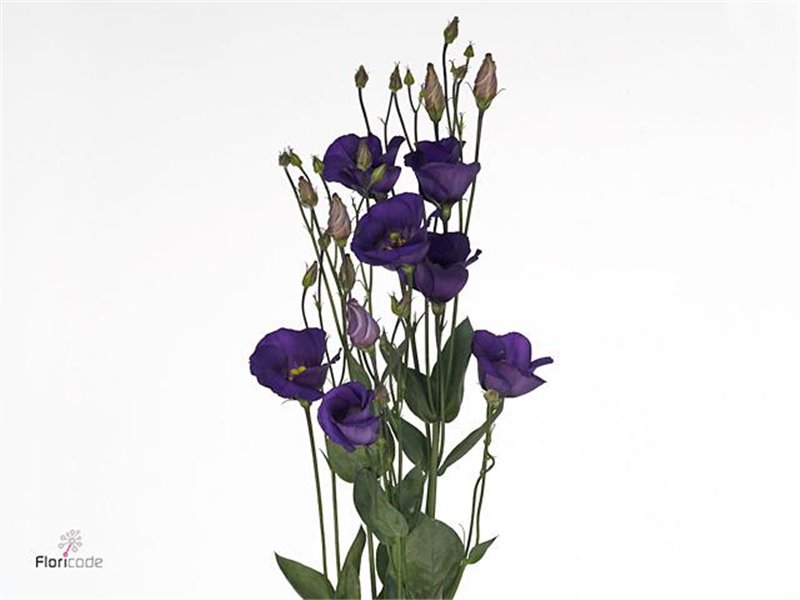 Eustoma Single Picco Violet c1694