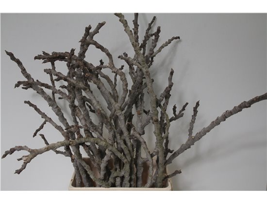 Eustoma Single Picco White c1696