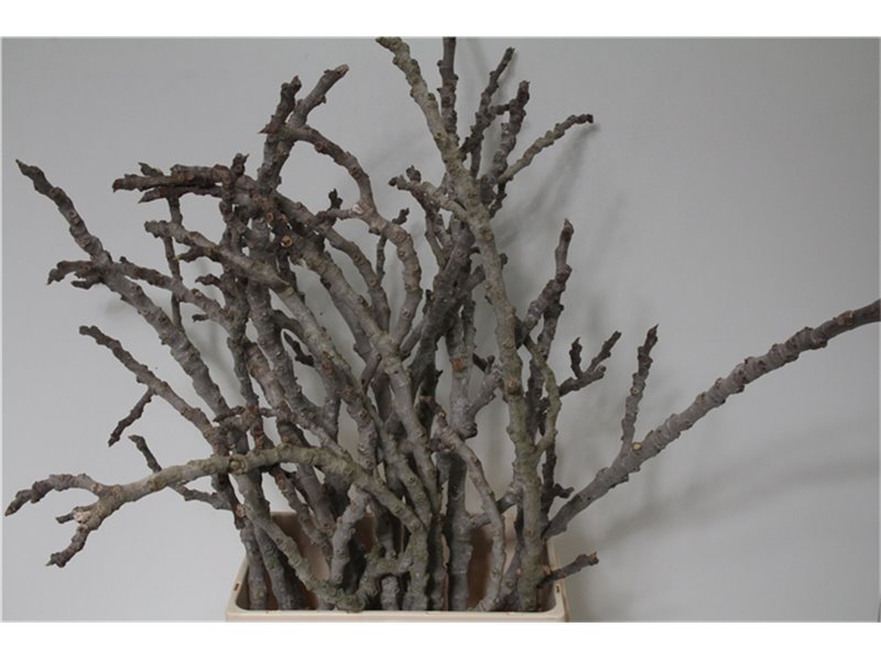 Eustoma Single Picco White c1696