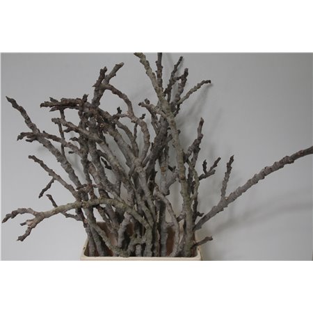 Eustoma Single Picco White c1696