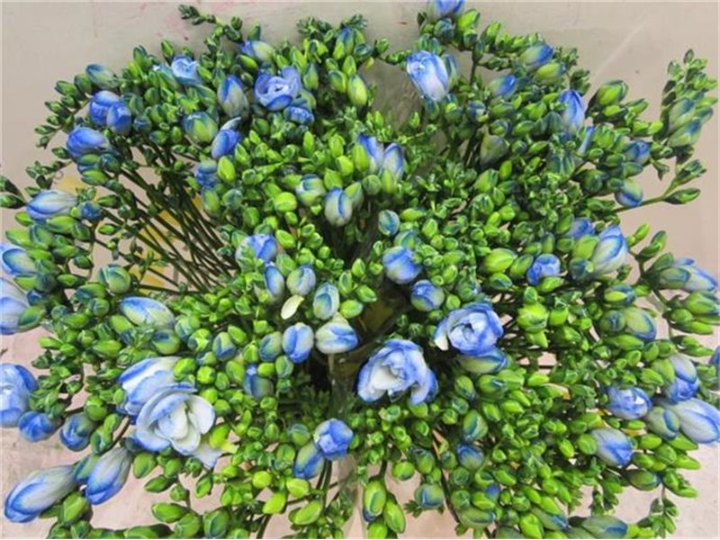 Frezija double Blue Lagoon c1703