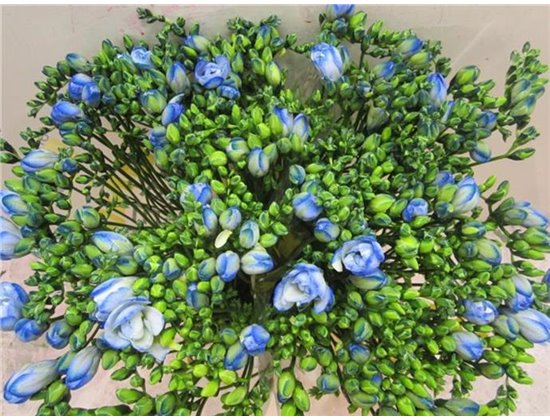 Frezija double Blue Lagoon c1704