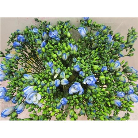 Frezija double Blue Lagoon c1704