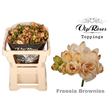 Frezija double Brownies c1705