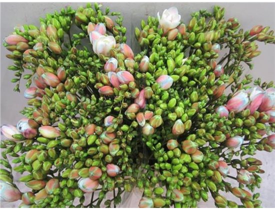 Frezija double Brownies c1706