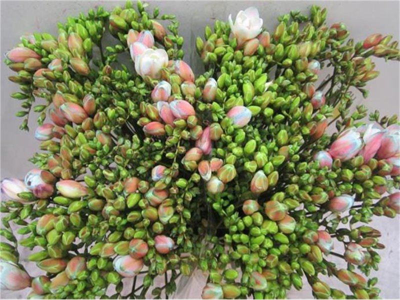 Frezija double Brownies c1706