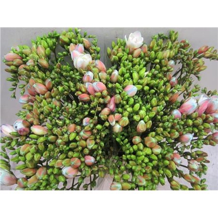 Frezija double Brownies c1706