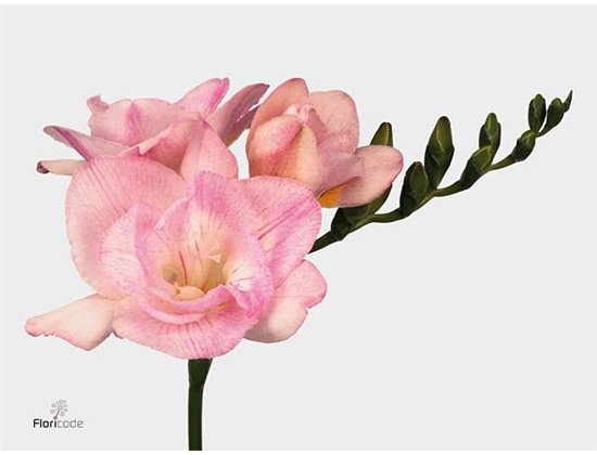 Frezija double Cerise Red c1710