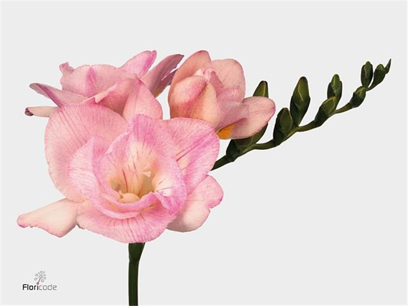 Frezija double Cerise Red c1710