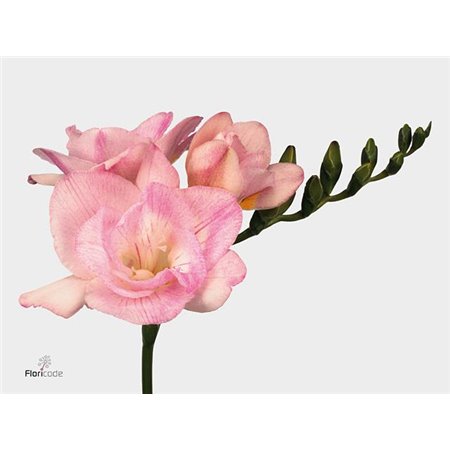 Frezija double Honeymoon c1711