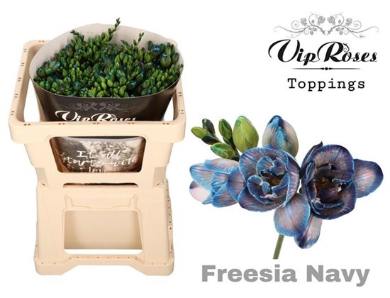 Frezija double Navy c1712