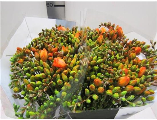 Frezija double Orange c1714