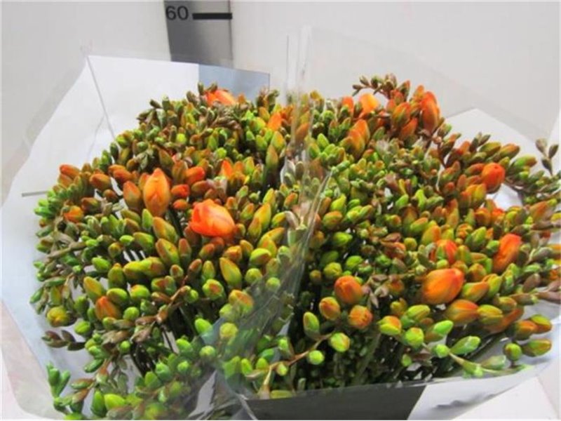 Frezija double Orange c1714
