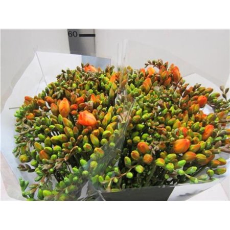 Frezija double Orange c1714