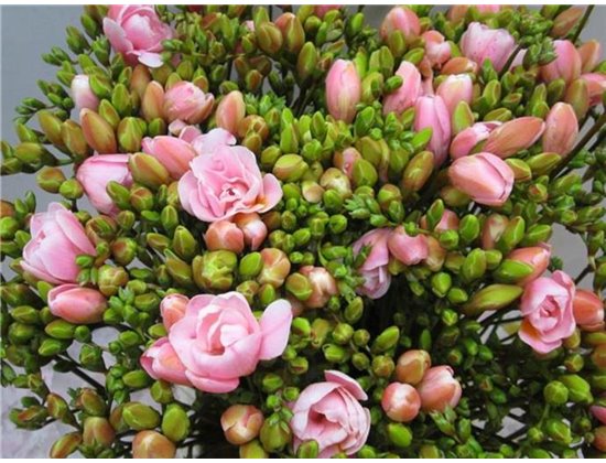 Frezija double Pastel Pink c1716