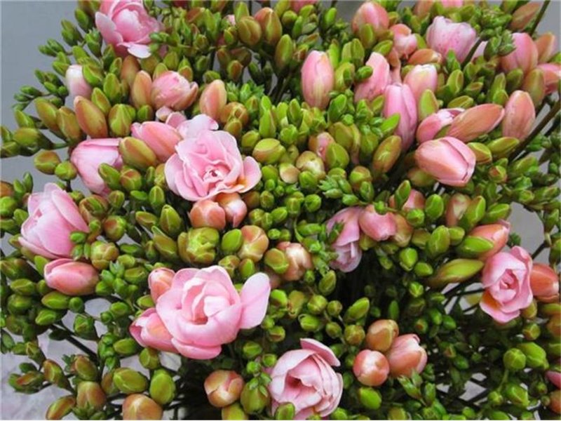 Frezija double Pastel Pink c1716